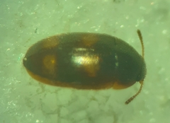 Litargus tetraspilotus