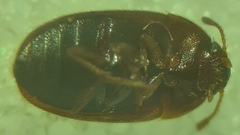 Litargus tetraspilotus