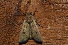 Euxoa ochrogaster