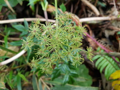 Myrrhidendron donnellsmithii