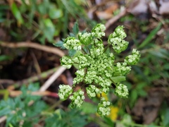 Myrrhidendron donnellsmithii