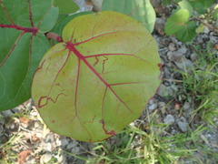 Enteucha basidactyla