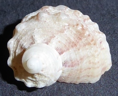 Stomatella duplicata