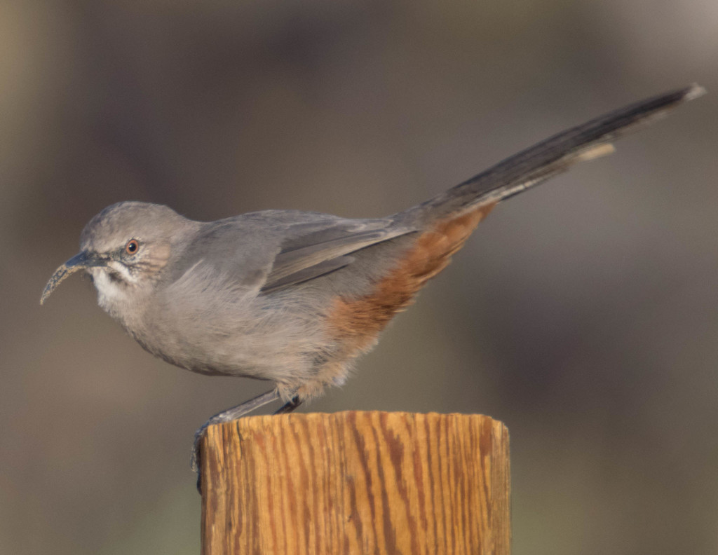 Crissal Thrasher (Thrashers and Mockingbirds of the US) · iNaturalist