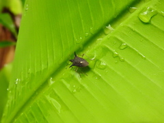 Proxys albopunctulatus
