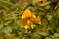 Aeschynomene montevidensis