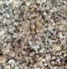 Anoteropsis litoralis