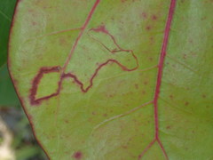 Enteucha basidactyla