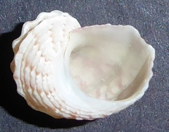 Stomatella duplicata