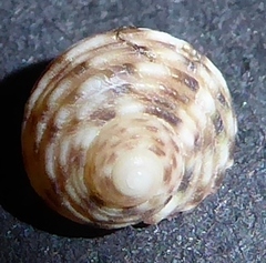 Clanculus tonnerrei
