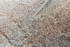 Anoteropsis litoralis