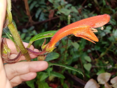 Columnea magnifica