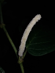 Piper poasanum