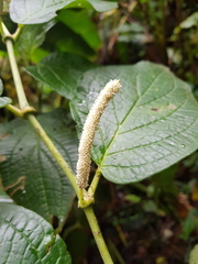 Piper poasanum
