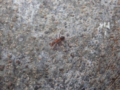 Camponotus inaequalis