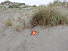 Anoteropsis litoralis