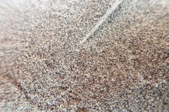 Anoteropsis litoralis