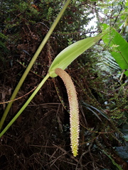 Anthurium concinnatum