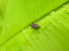Proxys albopunctulatus