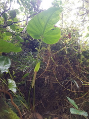 Anthurium concinnatum
