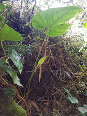 Anthurium concinnatum