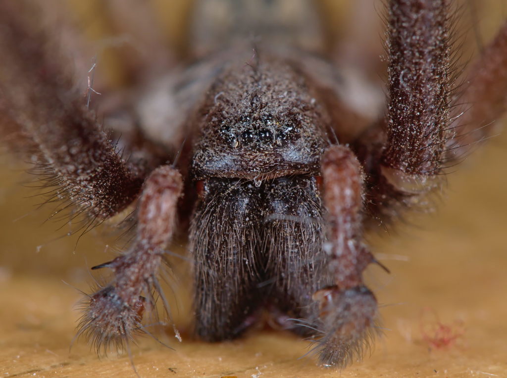 Cardinal Spider