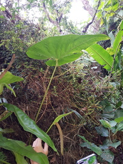 Anthurium concinnatum
