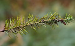 Contarinia pseudotsugae