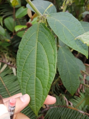 Witheringia coccoloboides