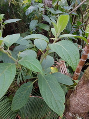 Witheringia coccoloboides