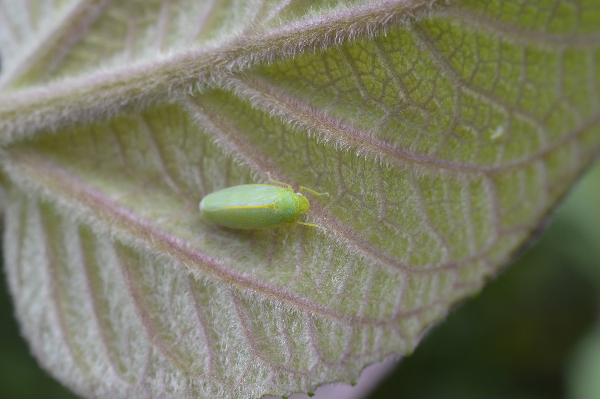 Cicadellidae image