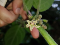 Witheringia coccoloboides