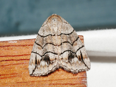 Dysbatus stenodesma