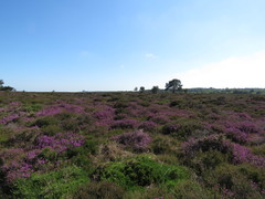 Calluna vulgaris