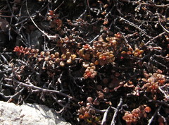 Veronica decora