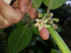 Witheringia coccoloboides