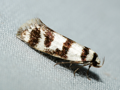 Philobota impletella