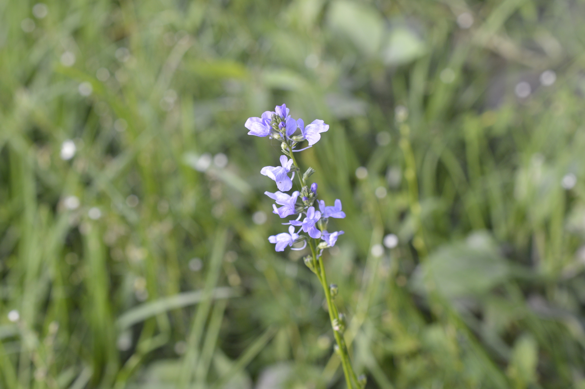 Nuttallanthus texanus image