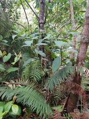 Witheringia coccoloboides