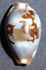 Bistolida erythraeensis image
