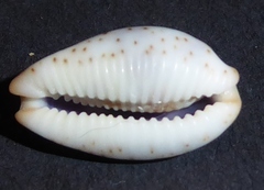 Bistolida erythraeensis