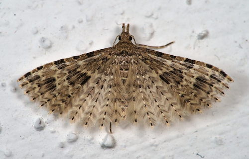 Twenty-plume Moth photo 2