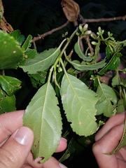 Symplocos limoncillo