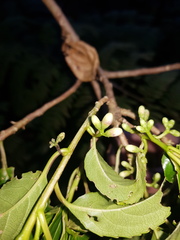 Symplocos limoncillo