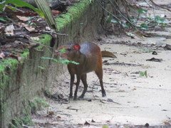 Dasyprocta prymnolopha