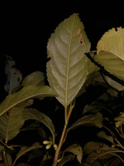 Symplocos limoncillo