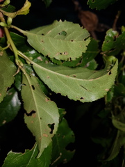 Symplocos limoncillo