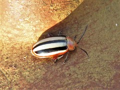 Disonycha leptolineata