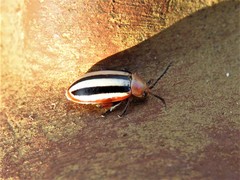 Disonycha leptolineata