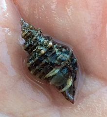 Paciocinebrina interfossa